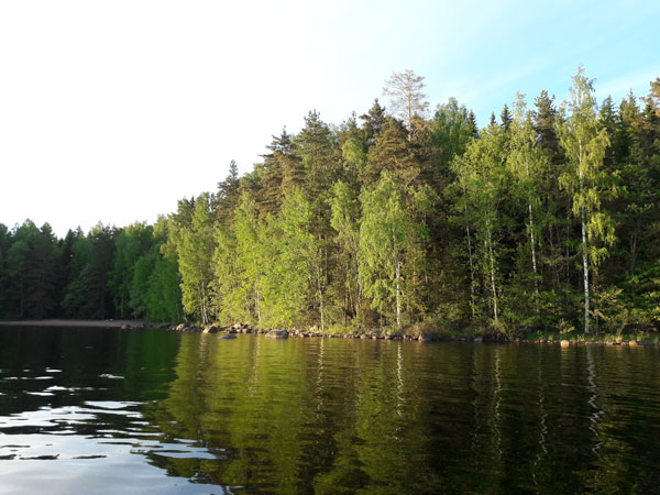Järven ranta ja metsä